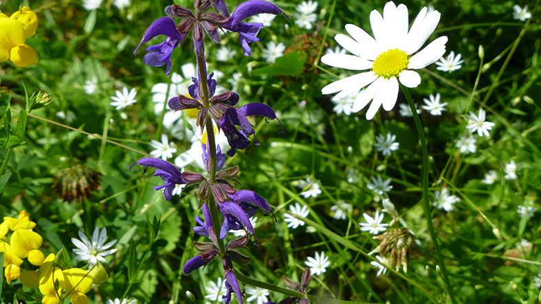 186_Blumenwiese_Klein